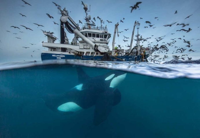 The Wildlife Photographer of the Year 2016 Shortlist