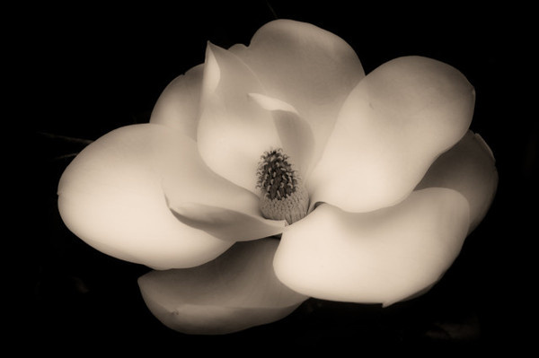 Photography by Mark Boughton #inspiration #photography #art #fine