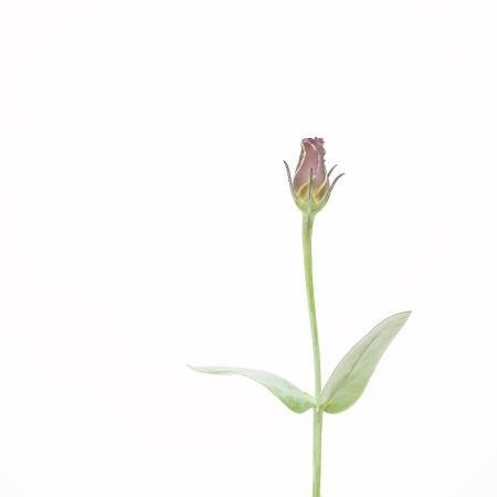 MA13 #flower #photography