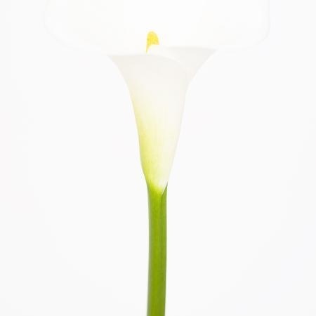 MA37 #flower #photography