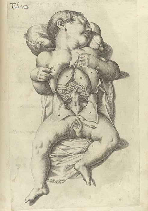 Plates from Spiegel's De formato foetu liber singularis (1626) | The Public Domain Review #cary #babies