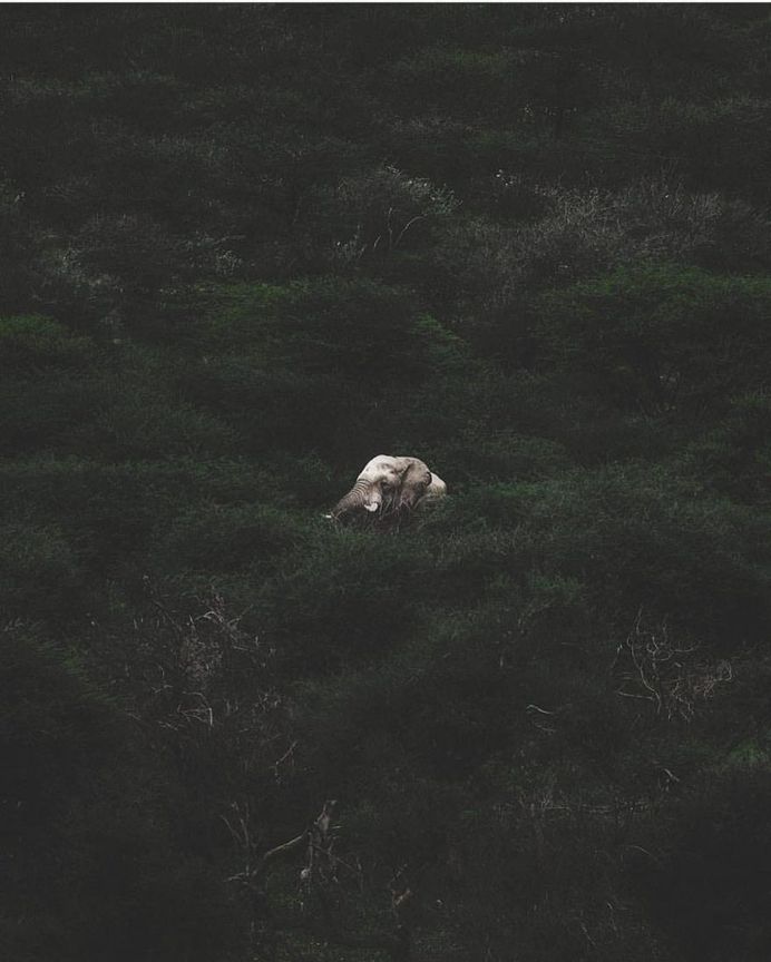Breathtaking Portraits of Wild Animals by Donal James Boyd
