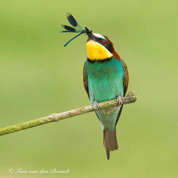 #eye_spy_birds: Brilliant Birds Photography by Tom van den Brandt