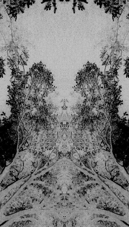 A Floresta #floresta #tree #art