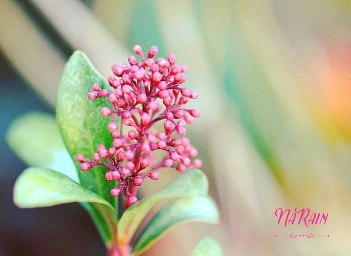 Beautiful Flowers and Plant Photography by Tania Perneel Stunnenberg
