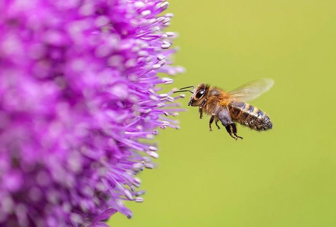 #macro_perfection: Macro Wildlife Photography by Franka Slothouber