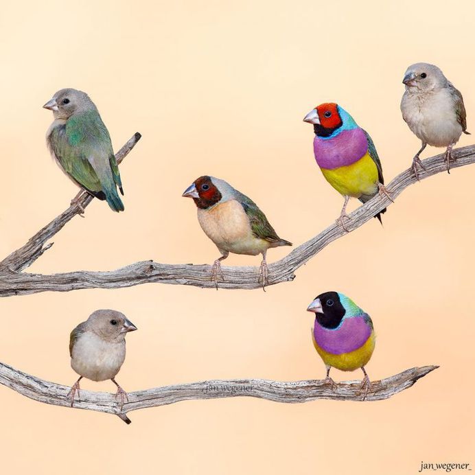 #birdsofaustralia: Adorable Bird Photography by Jan Wegener