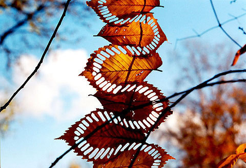 Walter Mason #land #art
