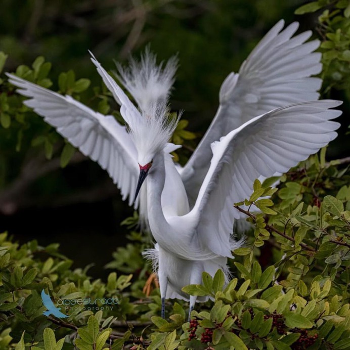 Birds of Florida: Fabulous Bird Photography by Andrea Pico Estrada