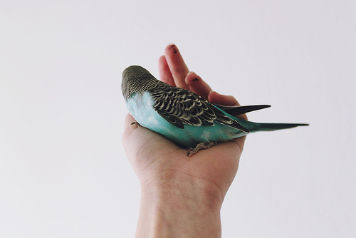 parakeet love #photography #parakeet #colour #bird