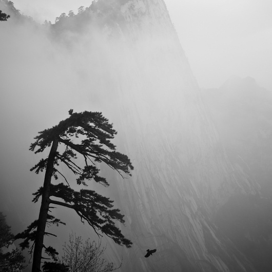 All sizes | Hua Shan 1 | Flickr - Photo Sharing! #foggy #julian #mountain #fog #tree #tan #asia #misty #mist #china