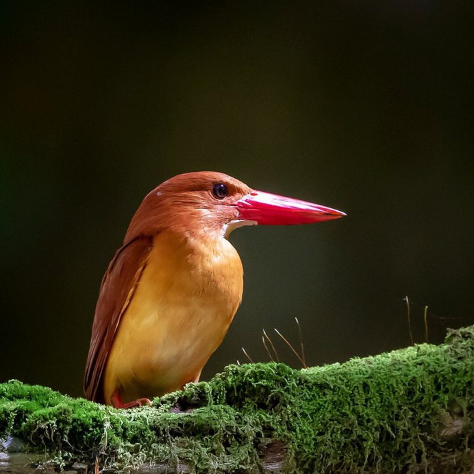 Birds of Japan: Beautiful Bird Photography by Keisuke Oda