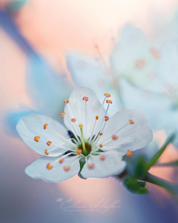 #flora_addict: Magical Flowers Photography by Eileen Hafke