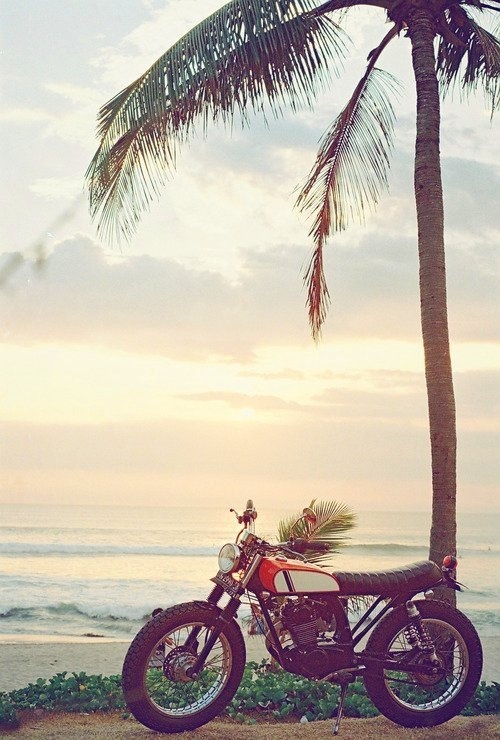 KIA #palm