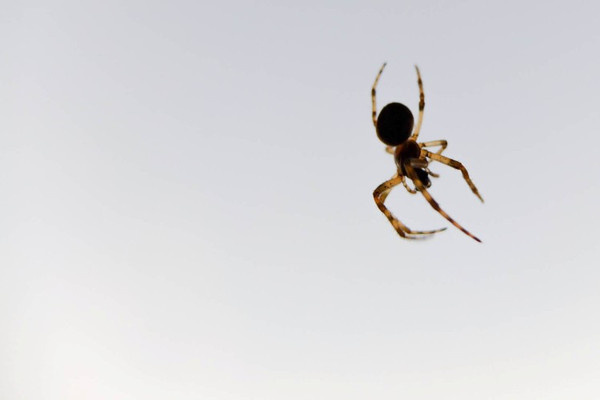 Spider #net #white #spider