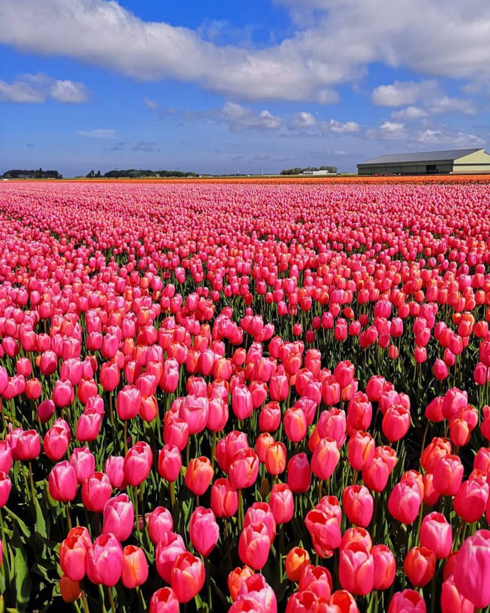 #pinktulips: Fantastic Flower Photography by Dirk Jan Piersma