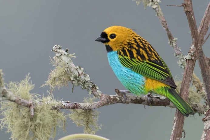 Birds of Brazil: Beautiful Bird Photography by Hudson Martins