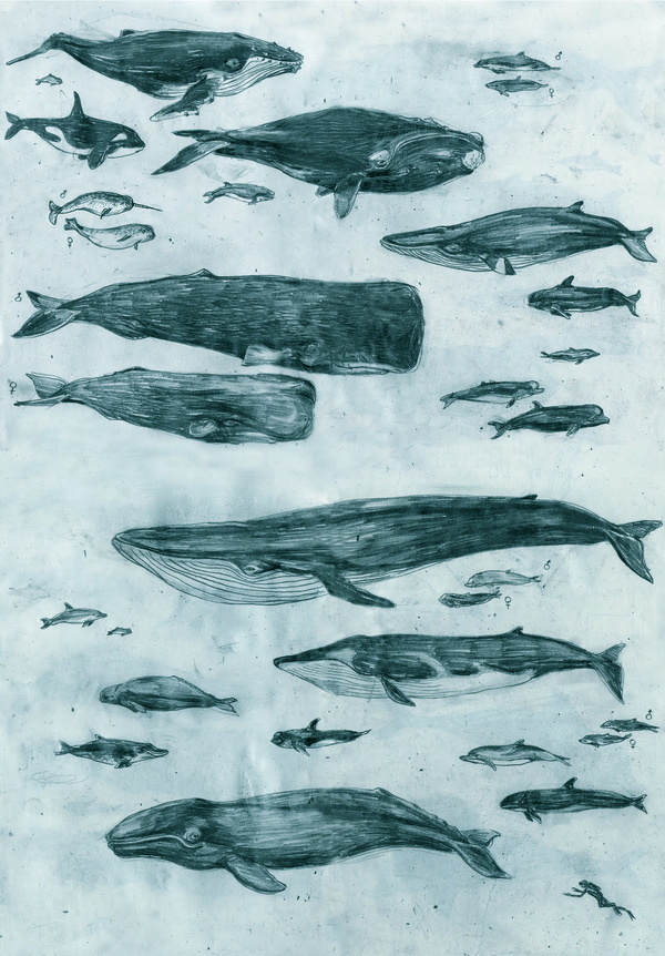 Whales #whales