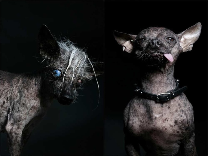 Ugly Dogs by Ramin Rahimian