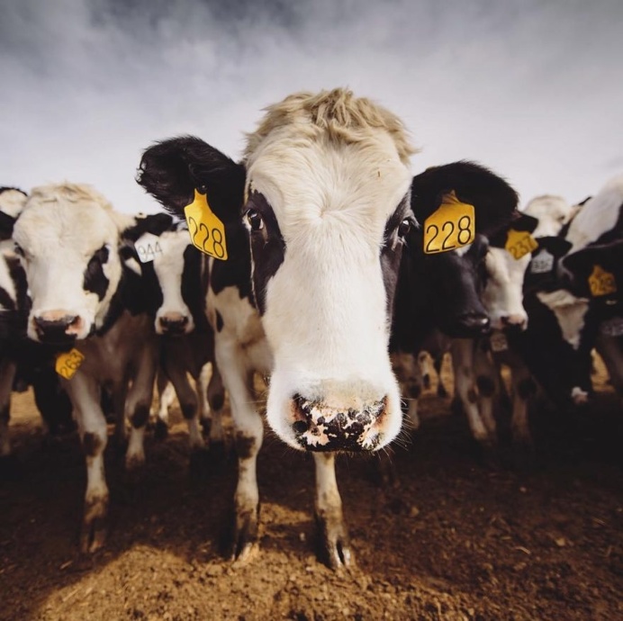 Animal Rights Photography: Sammantha Fisher Captures Amazing Animal Portraits