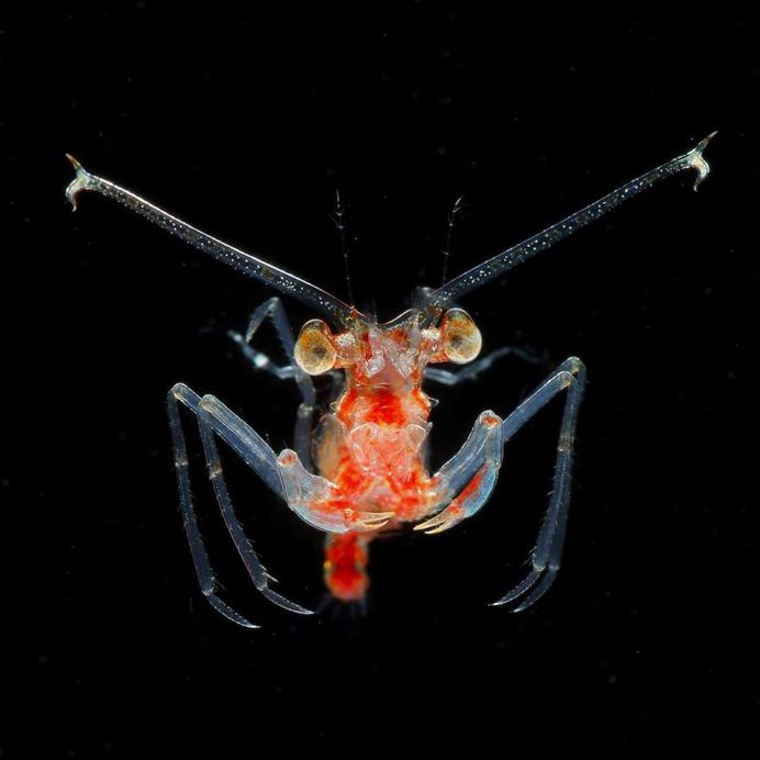 Photographer Ryo Minemizu Captures The Underwater World of Plankton