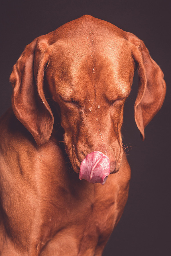 Photograph °n° by Elke Vogelsang on 500px #drip #water #lick #drink #canine #photography #tongue #animal #dog