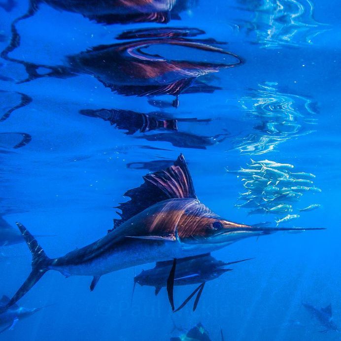 Photograph by @paulnicklen // A sailfish pushes a panicked school of sardines against the natural barrier of the ocean’s surface. Sailfish hunt like a pack of wolves, working together in a coordinated fashion, slowly wearing down the ball of baitfish. To see them attacking, slicing and eating sardines, be sure to #followme on @paulnicklen // @sea_legacy #nature #naturelovers #fish #ocean #tbt #blue
