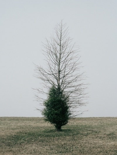 ne m'oubliez pas #dead #tree #green