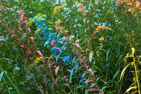 'Exaggerations' by Jackson Hallberg | PICDIT #photo #color #photography #colour #plant
