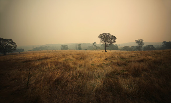 jessica tremp - house of cards #field #fog #tree #photography #jessica #tremp