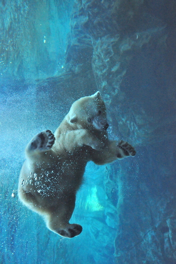 polar bear - hey perfect #polar #bubbles #carnivore #floating #photography #blue #bear #animal
