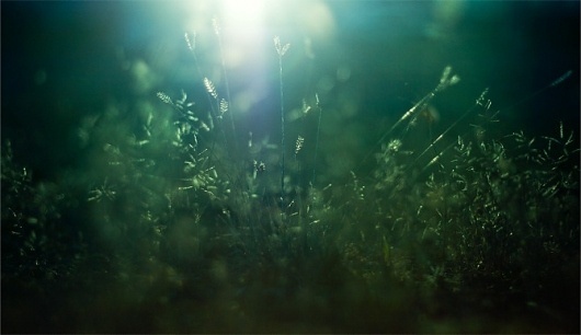 Bernat's Showcase #photography #macro #bokeh