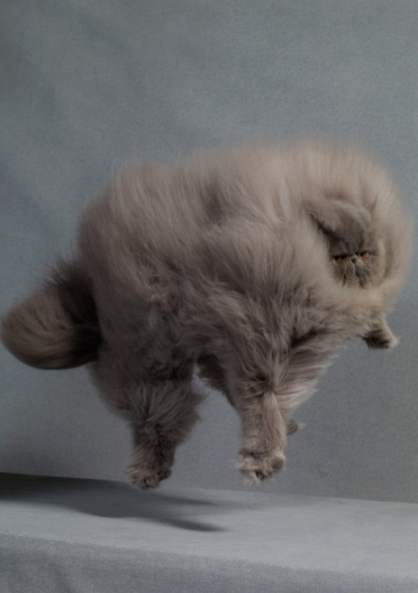 MOONMUD #fluffy #fly #cat