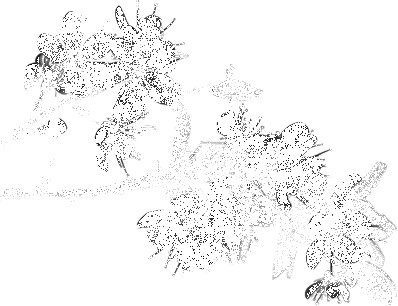 Zoom Photo #flower #animated #gif