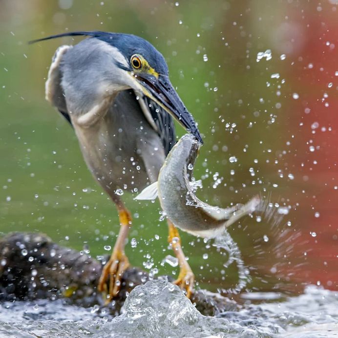 Striated Heron
