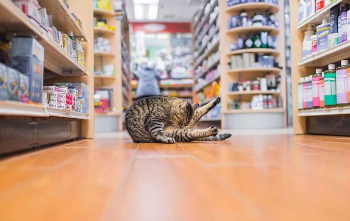Shop Cats of New York by Andrew Marttila