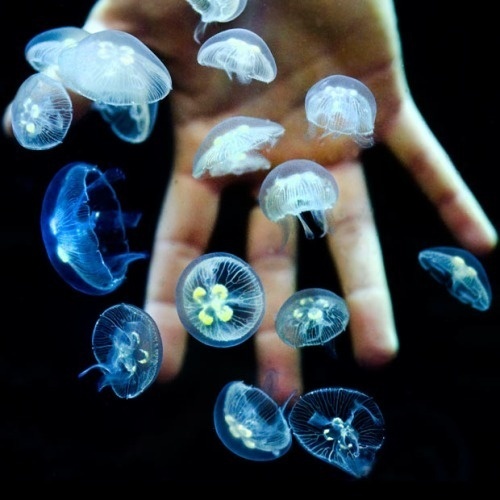 OTAKU GANGSTA #ocean #fish #hand #light #jelly