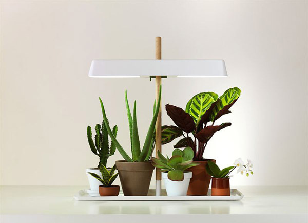 Plants #plants light