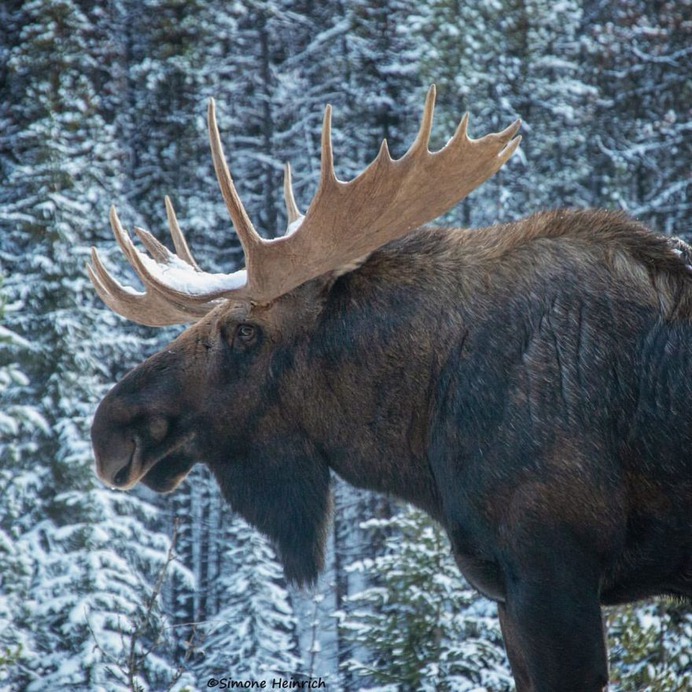 Majestic Portraits of Wild Animals by Simone Heinrich