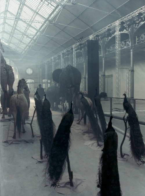 Alexander McQueen S/S 2009 catwalk, photographed by Anne Deniau #catwalk #elephant #photography #mcqueen #animals #peacok