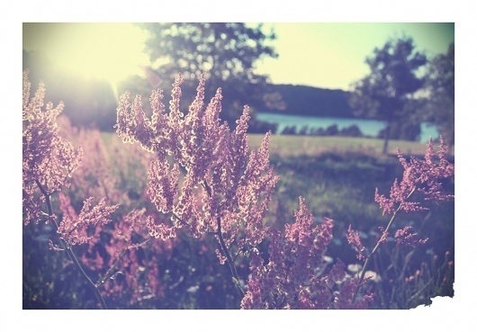 6887 by ~lassekorsgaard on deviantART #sun #flowers
