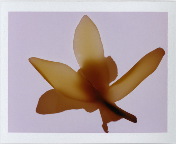 Polaroid Photography by Taylor Curry #inspiration #photography #portrait