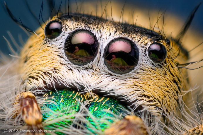 Macro Photography Phidippus Mystaceus Spider #macro photography #spider photography