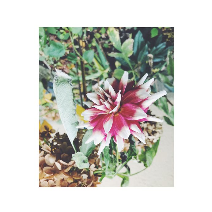#flowers PHOTOGRAPHIE © [ catrin mackowski ]