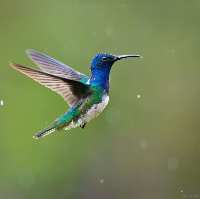 #bestbirdshots: Colorful Birds of Colombia by Luis Fernando Agudelo