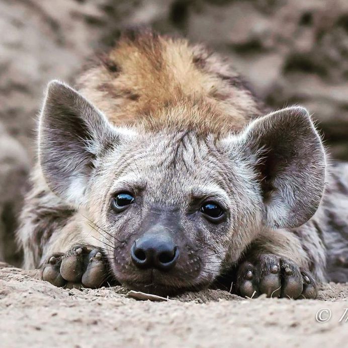 #cuteanimals: Wildlife Animal Portraits by Irene Nathanson