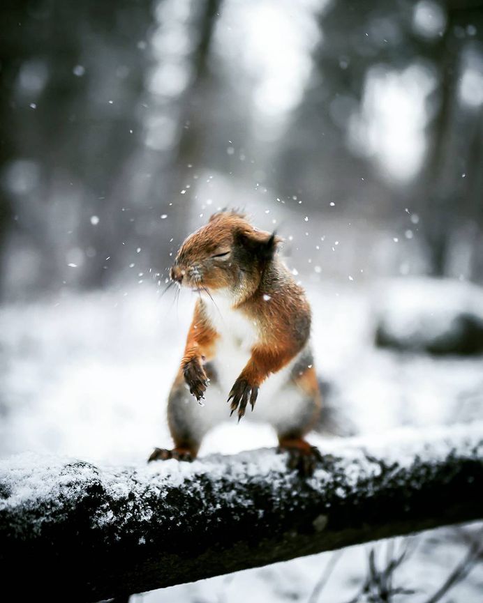 Wildlife Finland: Dreamlike Animal Portraits by Joachim Munter