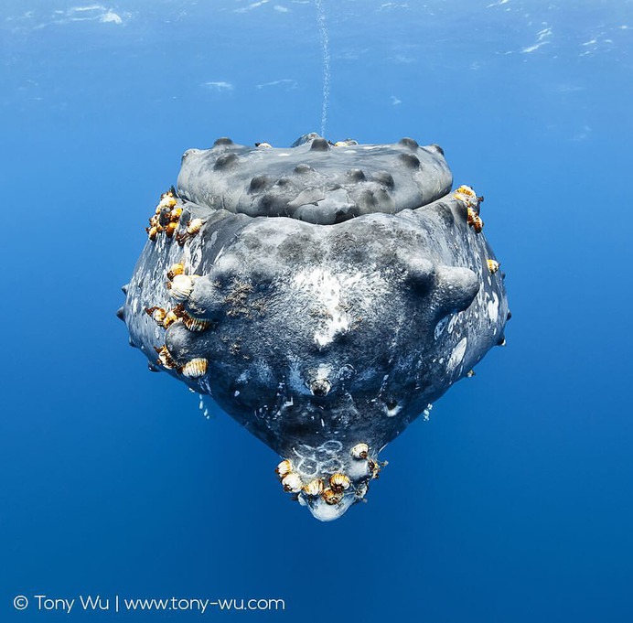Absolutely Incredible Underwater Photography by Tony Wu