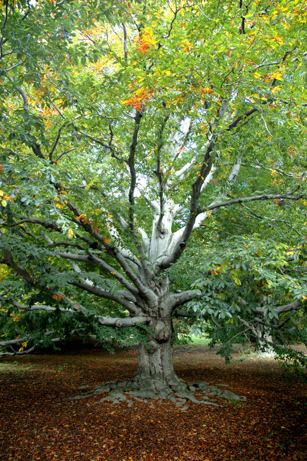 Photography #growth #beech #tree #green