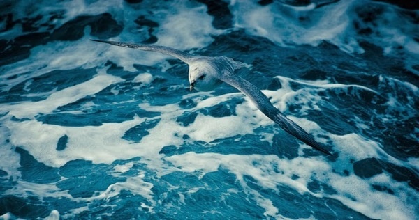 Animals Photography by Kimmo Savolainen #inspiration #photography #animal